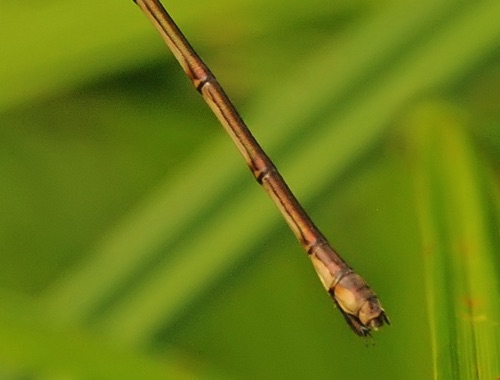 Lestes rectangularis (Slender Spreadwing) - female Lestes rectangularis (Slender Spreadwing) - female